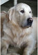 Golden retriever pour saillie inscrit au pedigree