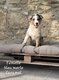 Chiots Berger Australien