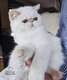 Beau mâle Exotic Shorthair red point