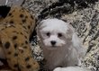 Adorable bichon maltais