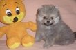 Chiots spitz nain Poméranien