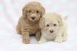 Caniche nain - adorables chiots