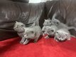 Magnifiques chaton British shorthairs
