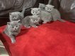 Magnifiques chatons British shorthairs