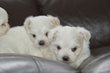 Bichons bébé