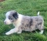 Chiots border collie