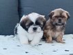 Chiots shitzu
