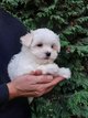 Bichon maltais nain