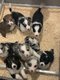 Chiots Border collie