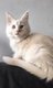 Reste 3 magnifiques maine coons à réserver