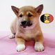 Shiba Inu   Chiots loyaux et joueurs à vendre