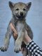 2 chiots Chien Loup Tchécoslovaque