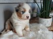 Magnifiques chiots bergers australiens