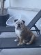 Bulldog Anglais à donner