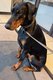 Dobermann