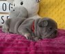 Chiots bouledogues français exotiques