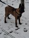 Petite malinoise