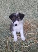 Adorables chiots Border Collie disponibles...