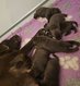 Magnifiques Chiots Labrador Chocolat
