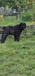 Bouvier des Flandres