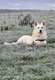 Propose berger blanc suisse