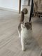 🐾 Femelle British Shorthair tricolore  ...