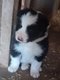 Magnifique chiot Border Collie