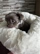 Bébé chihuahua à vendre