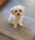 Petite Morkie