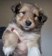 Chiots Berger Shetland