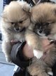 Chiots spitz