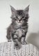 Chaton Maine Coon