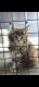 Maine coon chaton