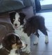 Border Collie brun pure race