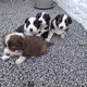 Adorables chiots border collie à réserver