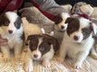 Superbe border collie à vendre