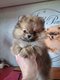 Chiot Spitz nain pomeranien Pedigree Saint-Hubert