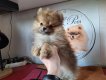 Chiot Spitz nain pomeranien Pedigree Saint-Hubert