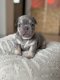 Bouledogue Français Exotique à vendre