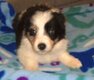Chiots border collie disponible de suite