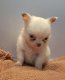 Chiots Chihuahua