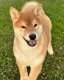 Shiba