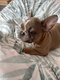 Bouledogue exotique