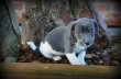 Chiots Jack Russell bleu