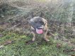 Chien malinois femelle de 3 ans à donne