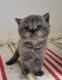 Chaton British shorthair