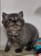 Chaton British shorthair