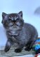 Chaton British shorthair