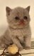 Chaton British shorthair