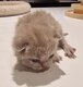 Chatons British Shorthair et Longhair